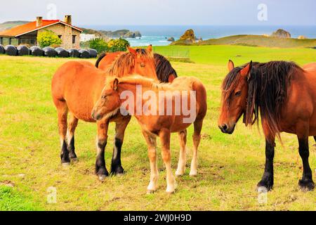 Mountain horses of the Basque Country. Spain. Cultural symbol of the ...