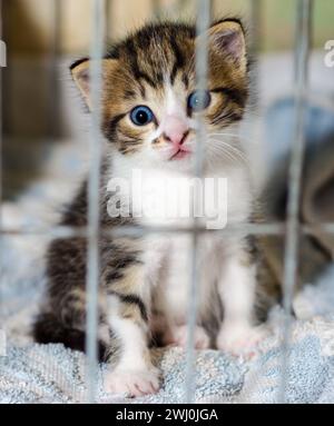 Blue-eyed kitten of a tabby color stares in surprise from the ca Stock Photo