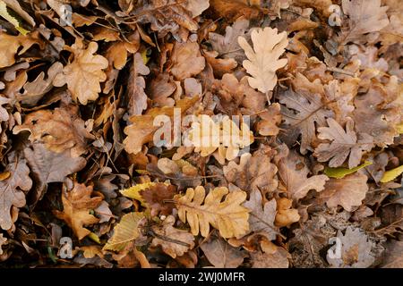 Dry brown oak leaves lie on the ground Stock Photo