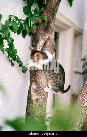 Striped cat sits on a tree near the wall of the house Stock Photo