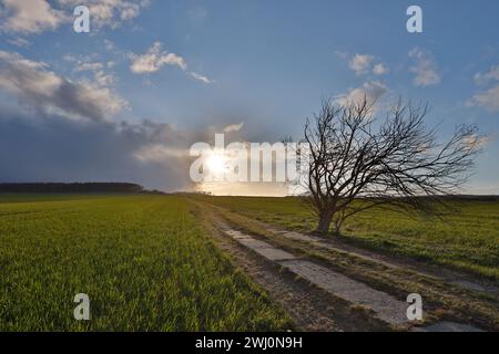 Field Field path with single tree and sunset Stock Photo - Alamy
