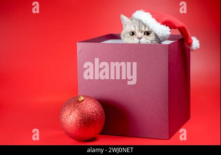 Christmas british shorthair cat in santa hat in burgundy box on red background Stock Photo