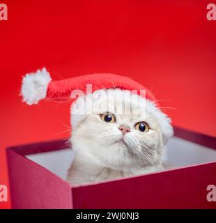 Christmas british shorthair cat in santa hat in burgundy box on red background Stock Photo