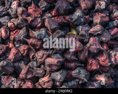 Closeup view of purple blue chinese water chestnuts or eleocharis dulcis on market stall, Bangladesh Stock Photo