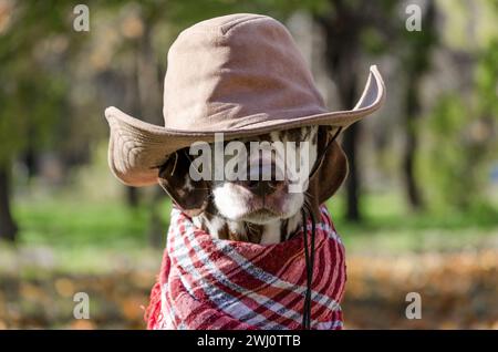 Dalmatian dog in a brown cowboy hat and plaid against the backgr Stock Photo