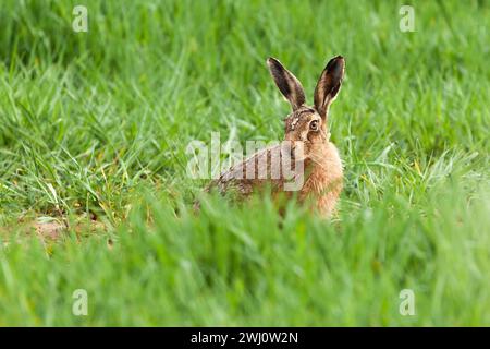 Beautiful Norfolk wild brown hare sat in lush grass looking towards the camera Stock Photo