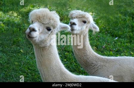 Alpaca, two alpacas Stock Photo