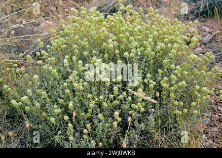 Tomillo blanco (Thymus mastichina) is a perennial herb endemic to center and southern Iberian Peninsula. This photo was taken in Las Alpujarras, Sierr Stock Photo