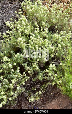 Tomillo blanco (Thymus mastichina) is a perennial herb endemic to center and southern Iberian Peninsula. This photo was taken in Las Alpujarras, Sierr Stock Photo