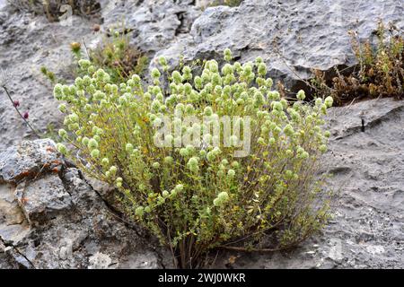 Tomillo blanco (Thymus mastichina) is a perennial herb endemic to center and southern Iberian Peninsula. This photo was taken in Las Alpujarras, Sierr Stock Photo