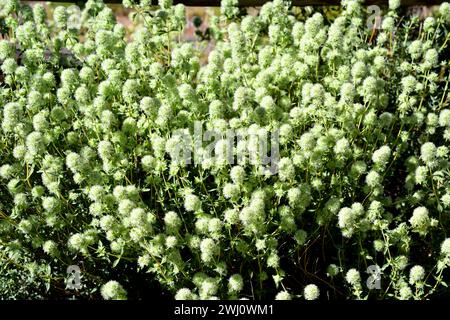 Tomillo blanco (Thymus mastichina) is a perennial herb endemic to center and southern Iberian Peninsula. This photo was taken in Sierra Nevada Nationa Stock Photo