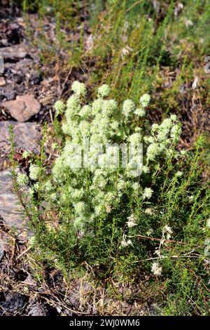 Tomillo blanco (Thymus mastichina) is a perennial herb endemic to center and southern Iberian Peninsula. This photo was taken in Sierra Nevada Nationa Stock Photo