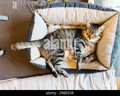 Tabby cat sleeps in a cat bed on the couch Stock Photo