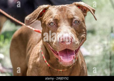 Closeup portrait of a smiling redhead pit bull terrier Stock Photo