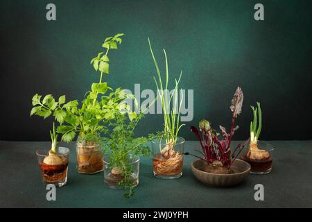 Growing from organic waste, sprouting carrots and beets at home, onions and celery and garlic, healthy and tasty vegetable haulm on the greens background Stock Photo