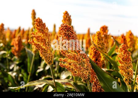 Biofuel and new boom Food, Sorghum Plantation industry. Field of Sweet Sorghum stalk and seeds. Stock Photo