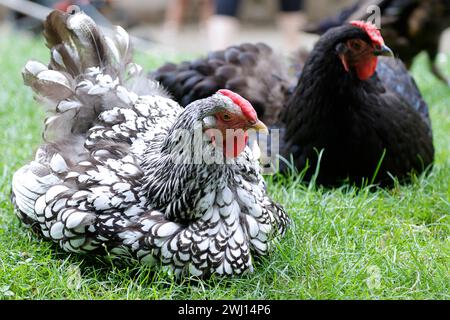 Wyandotte Hen and an australorp seen in a large garden Stock Photo