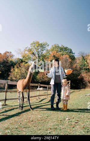 Little girl stands near her mother feeding a brown llama a cabbage leaf Stock Photo