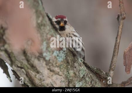 Common Redpoll hiding on a branch during winter in New York Stock Photo