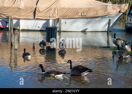 Henley on Thames, UK. 12th February, 2024. The River Thames has burst its banks at Henley on Thames in Oxfordshire. A Flood Warning is in place for the River Thames for Henley, Remenham and Medmenham. Property flooding is expected and river levels are expected to continue to rise. Credit: Maureen McLean/Alamy Live News Stock Photo