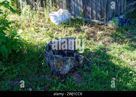 Old apple tree stump in the garden, in summer Stock Photo