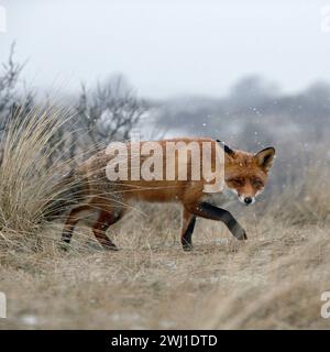 Rotfuchs  Vulpes vulpes , verschlagener blickender Fuchs, schleicht bei Schneefall durch trockenes Gras über einen Hügel, ist auf der Jagd, Winter, zeigt typisches Verhalten, wildlife Wildtiere, Europa. *** Nordholland Niederlande, Westeuropa Stock Photo