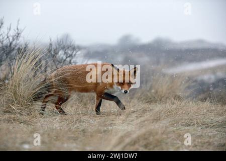 Rotfuchs  Vulpes vulpes , verschlagener blickender Fuchs, schleicht bei Schneefall durch trockenes Gras über einen Hügel, ist auf der Jagd, Winter, zeigt typisches Verhalten, wildlife Wildtiere, Europa. *** Nordholland Niederlande, Westeuropa Stock Photo