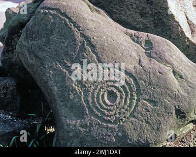 Hawaii. Ancient rock art. Petroglyph carved stone concentric rings. Stock Photo