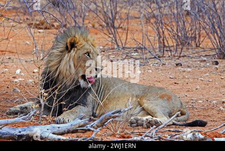 Lion with mouth partially open getting ready to yawn, near Okawao waterhole in Western Sector of Etosha National park, Namibia Stock Photo