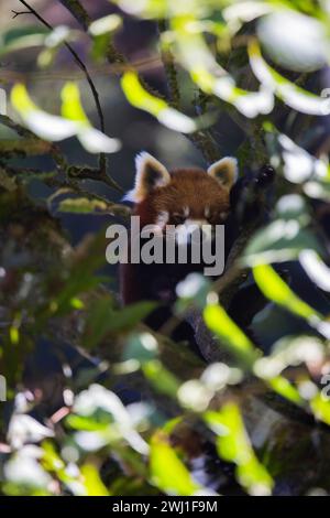 Red Panda, Ailurus fulgens, Sikkim, India Stock Photo