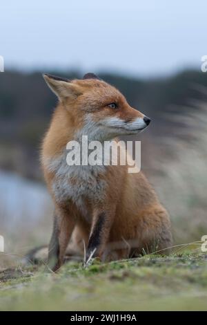 Red Fox ( Vulpes vulpes ) adult , in typical surrounding, sitting on top of a little hill, watches attentively, laid back ears, funny, wildlife, Europ Stock Photo