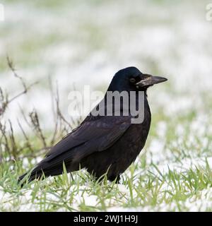 Rook ( Corvus frugilegus ), sitting in snow on farmland, resting, shy bird, watching around attentively, wildlife, Europe, Stock Photo