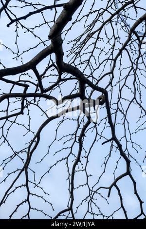 The leafless drooping branches of Ulmus glabra ‘Camperdownii’ Weeping Wych Elm in Trenance Gardens in Newquay in Cornwall in the UK. Stock Photo