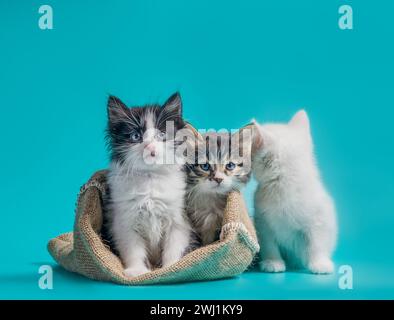 Two kittens in a sack and one next to the bag on a turquoise background Stock Photo