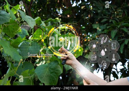 Concepts of using AI and smart farming, increasing productivity and controlling production. Stock Photo