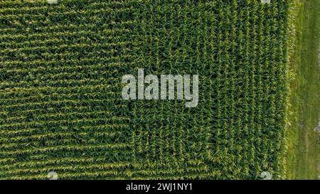 Aerial Downward View of Green Corn Field in Perpendicular Rows to Each Other Stock Photo
