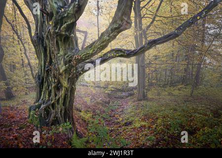 Weathered trunk of a very old hornbeam tree (Carpinus betulus) in a deciduous forest on a foggy day in autumn, natural landscape Stock Photo