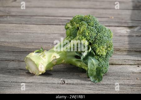 Brassica oleracea var. italica, broccoli Stock Photo