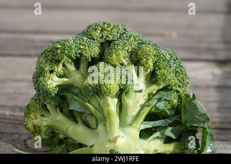 Brassica oleracea var. italica, broccoli Stock Photo