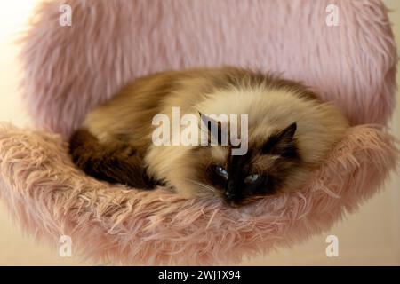 Ragdoll cat and pink chair Stock Photo
