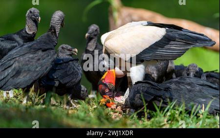 King vulture (Sarcoramphus papa) and Black vultures (Coragyps atratus) feeding. Photo from Laguna de Lagarto, Costa Rica. Stock Photo
