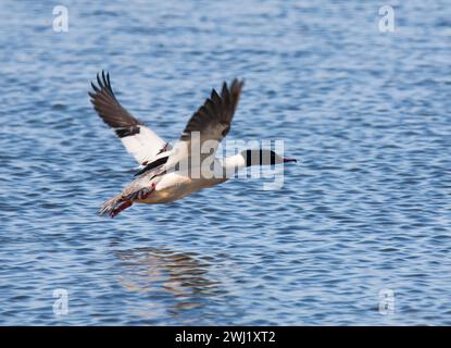 COMMON MERGANSER Mergus Merganser Goosander Stock Photo