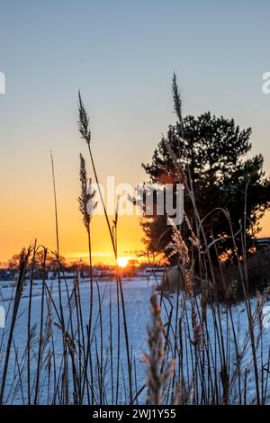 Sunset over a snowy field with reeds in the foreground. Stock Photo