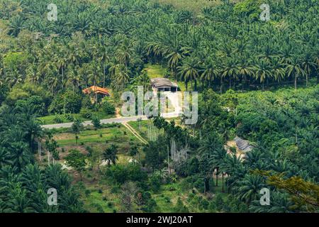 View of small farmers' houses nestled among palm trees in a Thai jungle Stock Photo