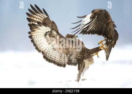 landing Common buzzard Buteo buteo in the fields buzzards in natural habitat, hawk bird on the ground, predatory bird close up winter Stock Photo