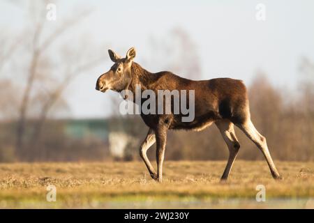 Mammals Elk moose ( Alces alces ) North part of Poland, Europe Stock Photo