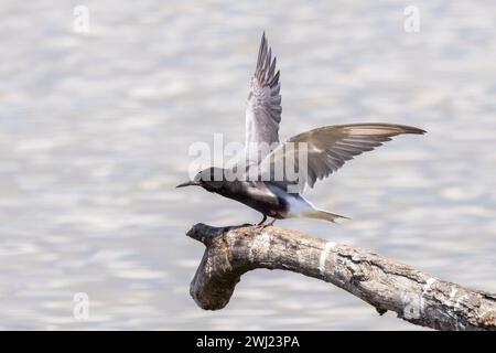 Black Tern, Chlidnias niger, Marano Lagunare, Italy Stock Photo