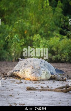 Saltwater Crocodile, Crocodylus porosus, Bhitarkanika, Odisha, India Stock Photo