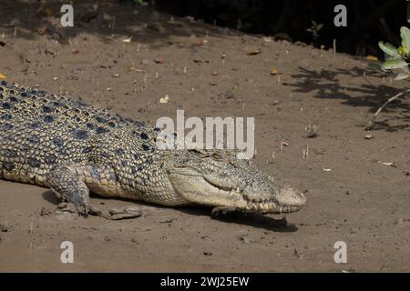 Saltwater Crocodile, Crocodylus porosus, Bhitarkanika, Odisha, India Stock Photo