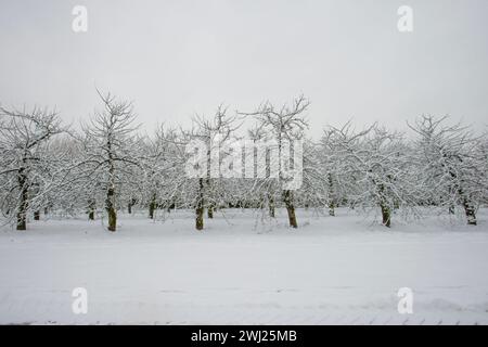 Cider Apple Orchard in Wintertime, During Snow Storm in Somerset, Thatchers Cider Stock Photo